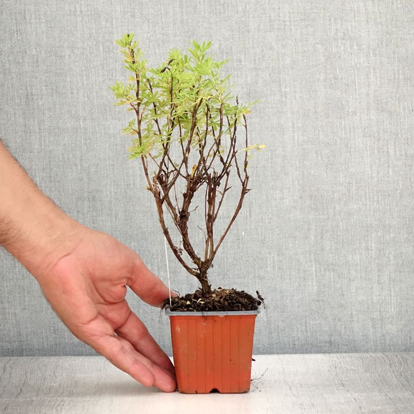 Spécimen de Potentille arbustive Marmalade - Potentilla fruticosa Godet de 8/9 cm tel que livré en été