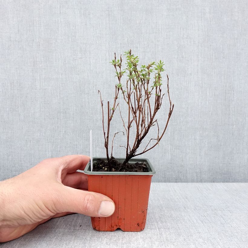 Spécimen de Potentille arbustive Marmalade - Potentilla fruticosa - Godet de 8/9 cm tel que livré au printemps