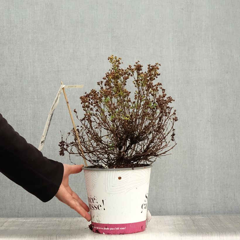 Spécimen de Potentille arbustive - Potentilla fruticosa Double Punch Peach Pot de 3L/4L tel que livré en automne