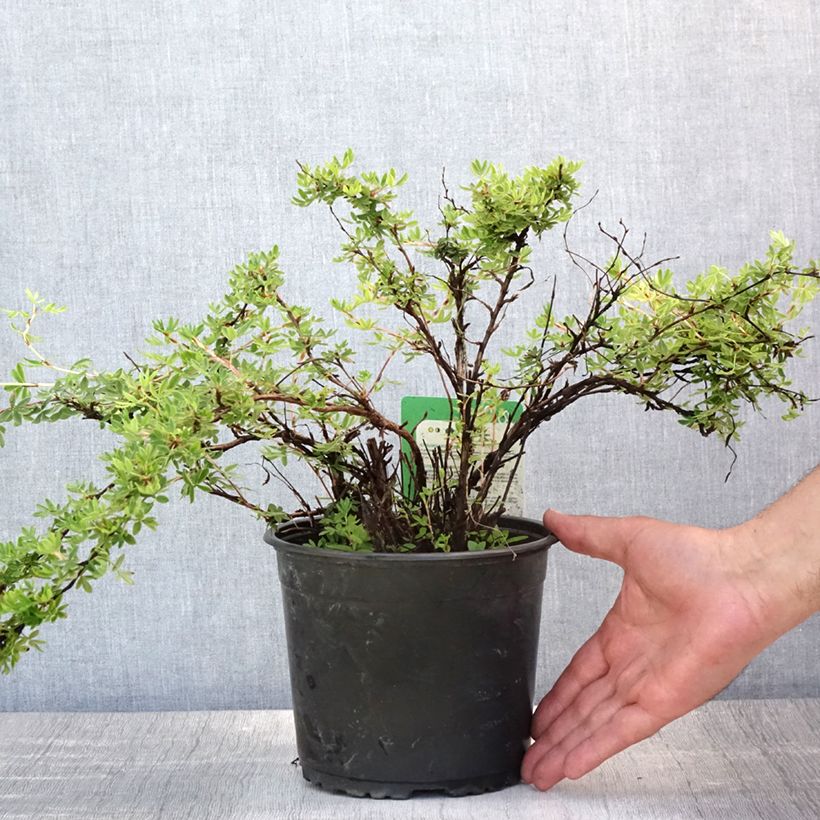 Spécimen de Potentille arbustive - Potentilla fruticosa Elisabeth Pot de 2L/3L tel que livré en été