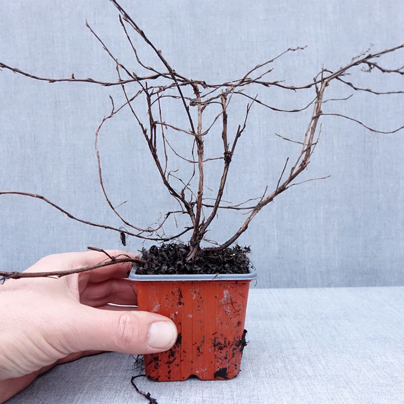 Spécimen de Potentille arbustive - Potentilla fruticosa Elisabeth Godet de 8/9 cm tel que livré en hiver