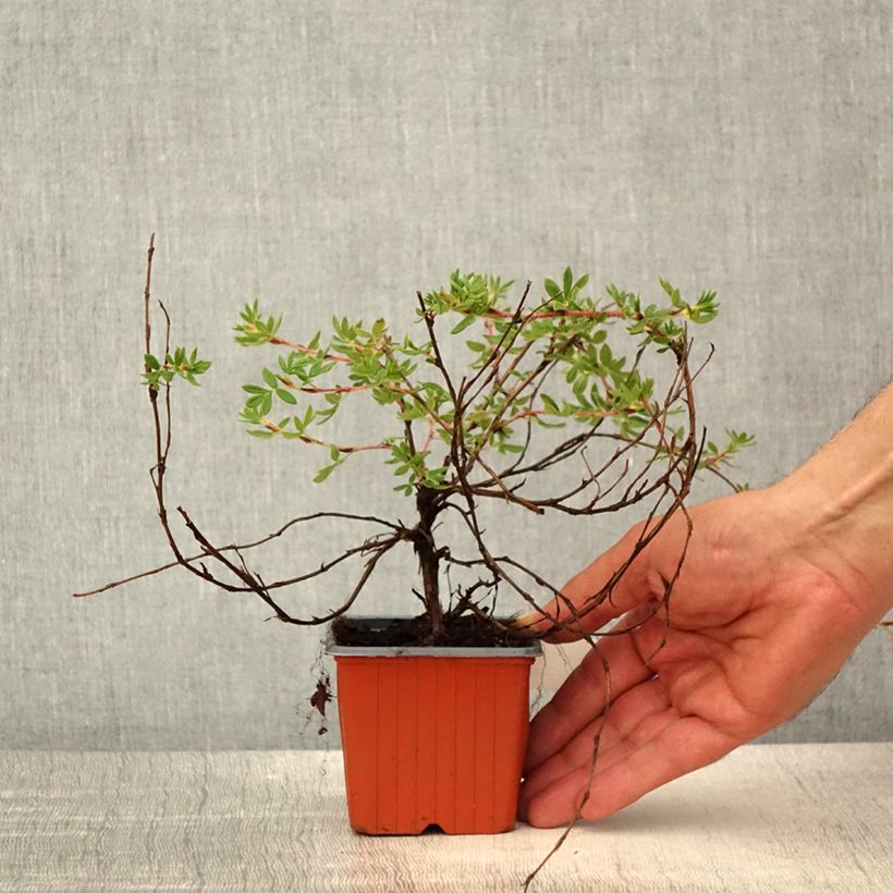 Spécimen de Potentille arbustive - Potentilla fruticosa Elisabeth - Godet de 8/9 cm tel que livré au printemps
