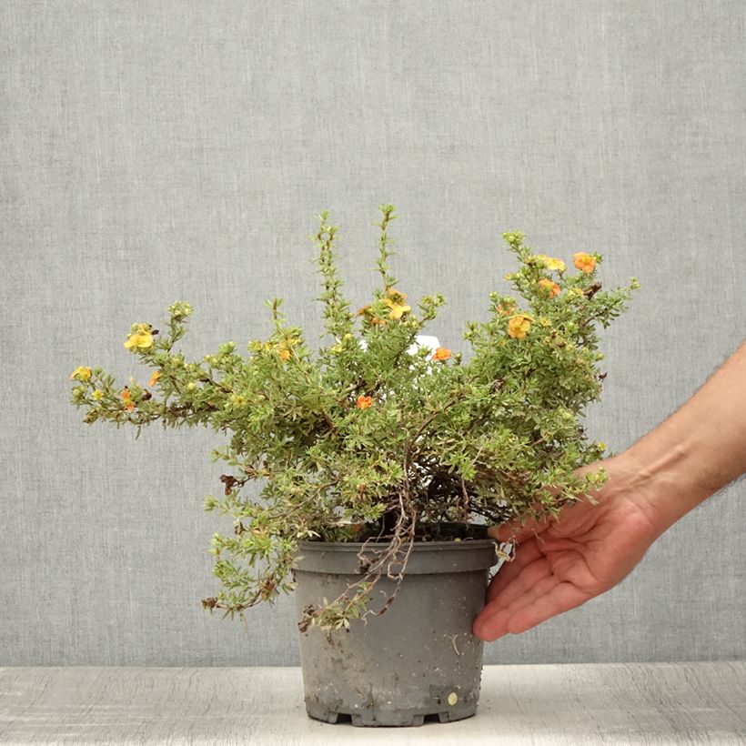 Spécimen de Potentille arbustive - Potentilla fruticosa Red Joker Pot de 3L/4L tel que livré en été
