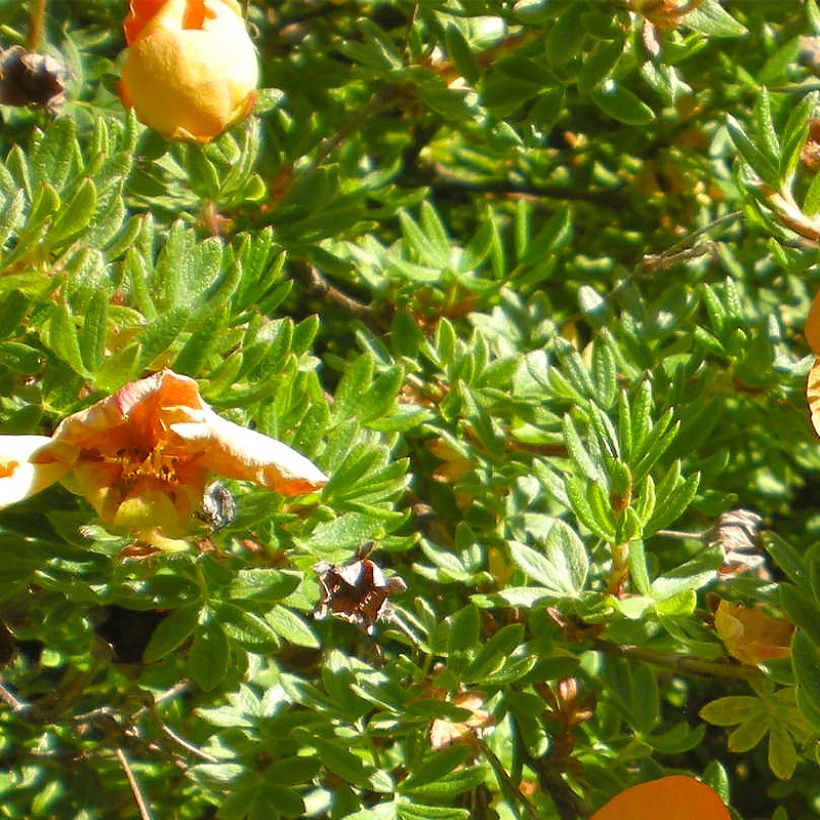 Potentilla fruticosa Solar'issima - Potentille arbustive (Feuillage)