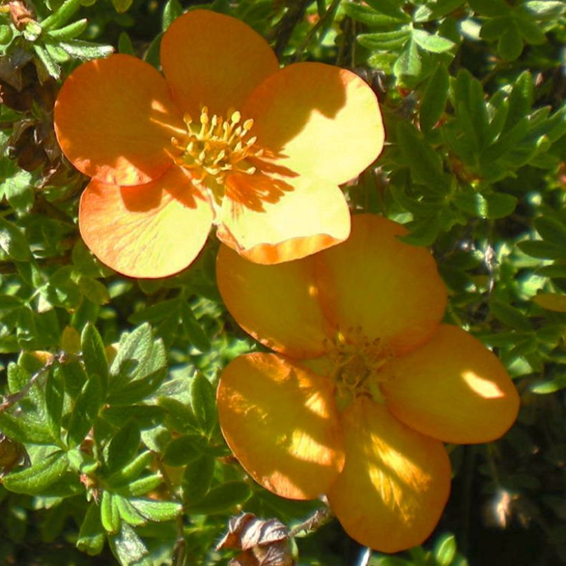 Potentilla fruticosa Solar'issima - Potentille arbustive (Floraison)