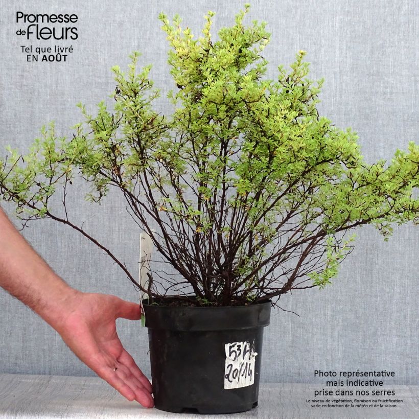 Spécimen de Potentille arbustive Red Lady Pot de 2L/3L tel que livré en été