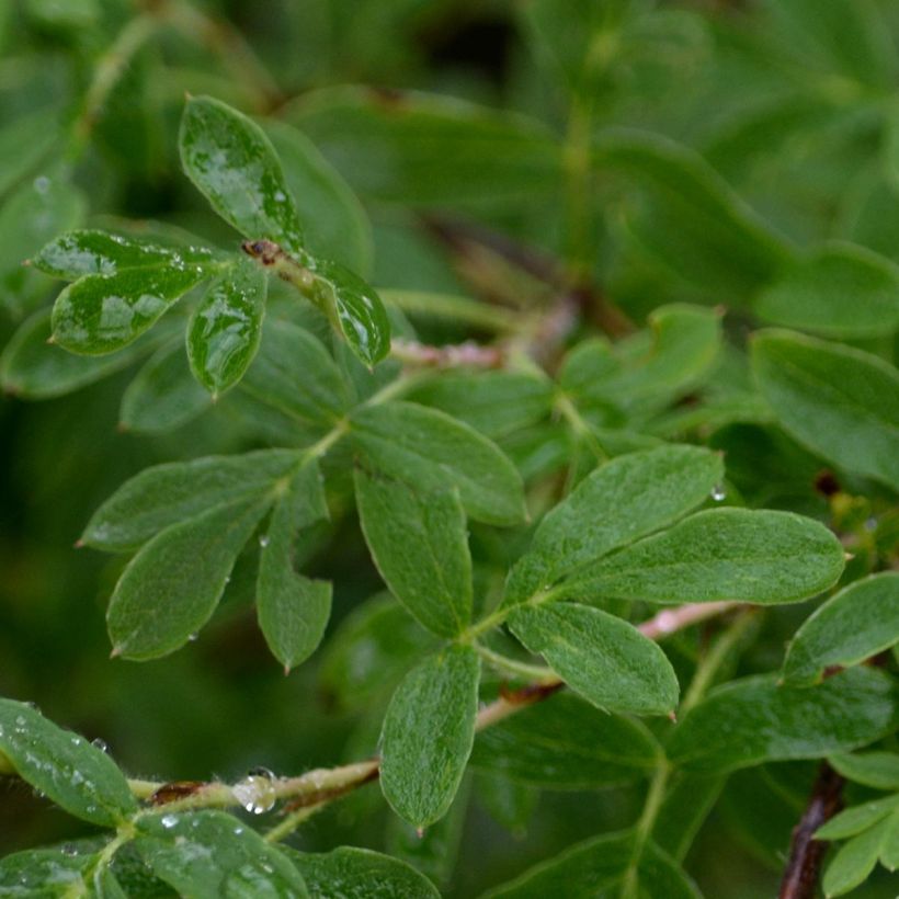 Potentilla fruticosa Abbotswood- Potentille arbustive (Feuillage)