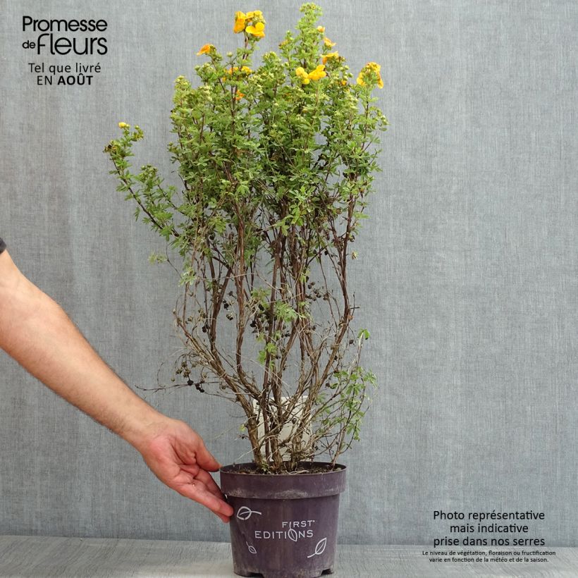 Spécimen de Potentilla fruticosa Mandarin Tango - Potentille arbustive Pot de 2L/3L tel que livré en été
