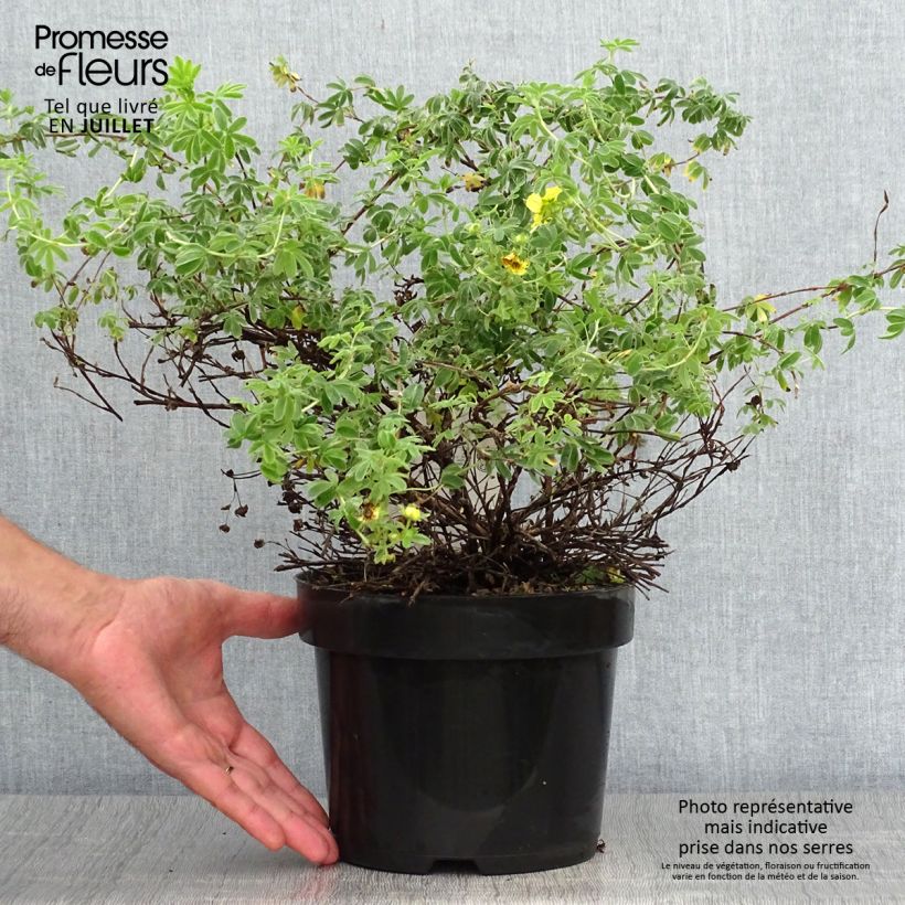 Spécimen de Potentilla fruticosa Medicine Wheel Mountain - Potentille arbustive Pot de 2L/3L tel que livré en été