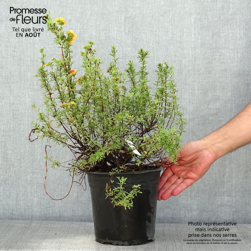 Spécimen de Potentilla fruticosa Orangissima - Potentille arbustive Pot de 4L/5L tel que livré en été