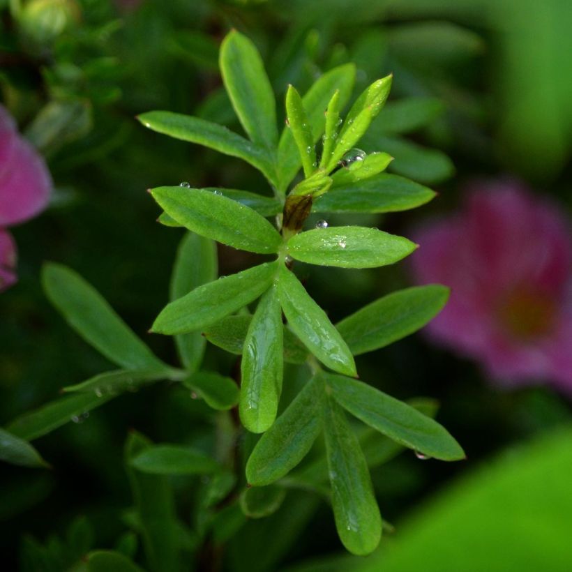 Potentilla fruticosa Pink Paradise - Potentille arbustive (Feuillage)