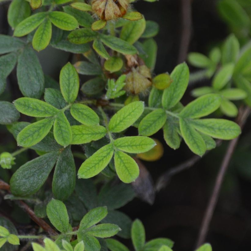 Potentilla fruticosa Primrose Beauty - Potentille arbustive (Feuillage)
