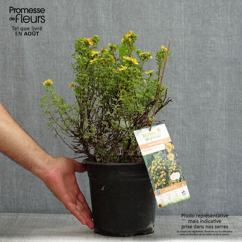 Spécimen de Potentilla fruticosa Solar'issima - Potentille arbustive Pot de 4L/5L tel que livré en été