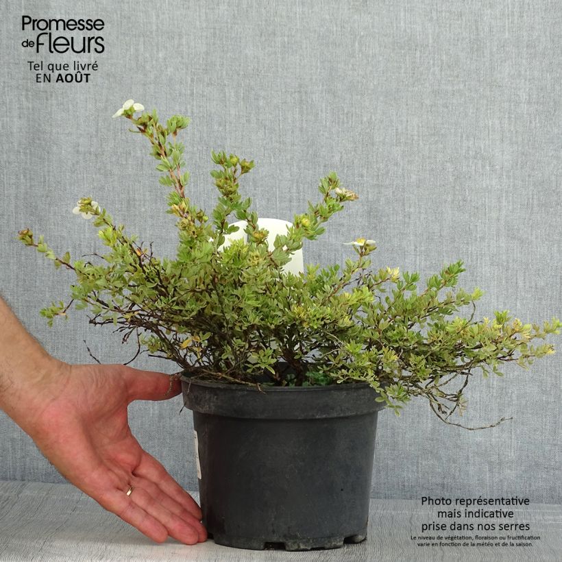 Spécimen de Potentilla fruticosa Tilford Cream- Potentille arbustive Pot de 2L/3L tel que livré en été