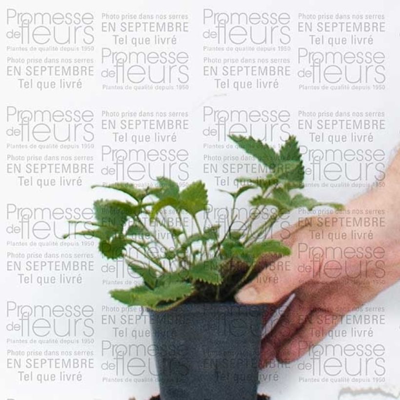 Exemple de spécimen de Potentille vivace - Potentilla Yellow Queen Godet de 9cm tel que livré
