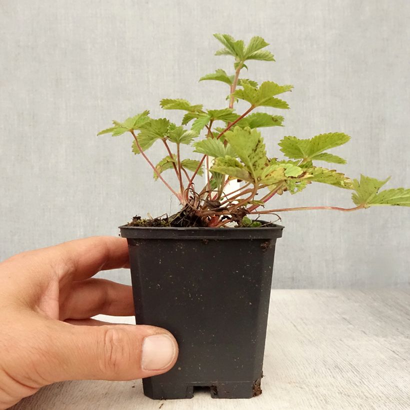 Spécimen de Potentille vivace - Potentilla Gibson s Scarlet Godet de 8/9 cm tel que livré en été