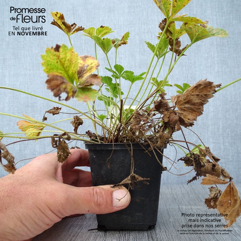Spécimen de Potentille vivace - Potentilla tonguei tel que livré en automne