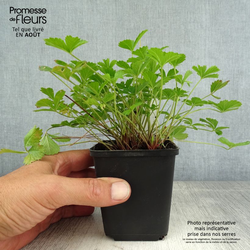 Spécimen de Potentille vivace - Potentilla tonguei Godet de 8/9 cm tel que livré en été