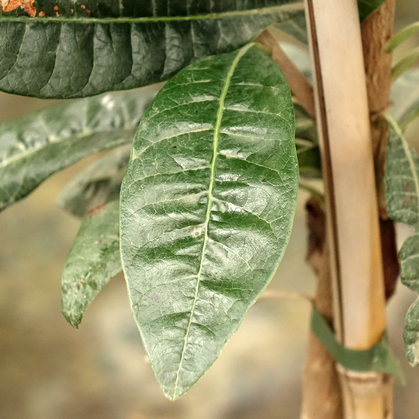 Pouteria obovata - Lucuma, Lucumo (Feuillage)