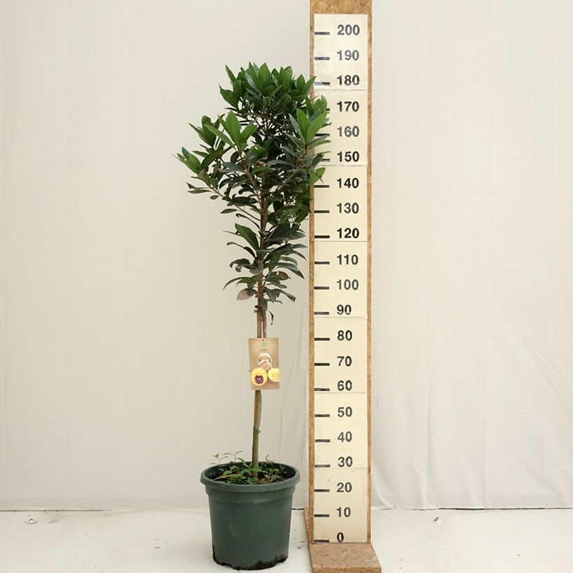 Spécimen de Pouteria obovata - Lucuma, Lucumo Pot de 20L/25L tel que livré en été