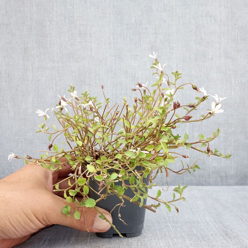 Spécimen de Pratia pedunculata Alba Godet de 8/9 cm tel que livré en été