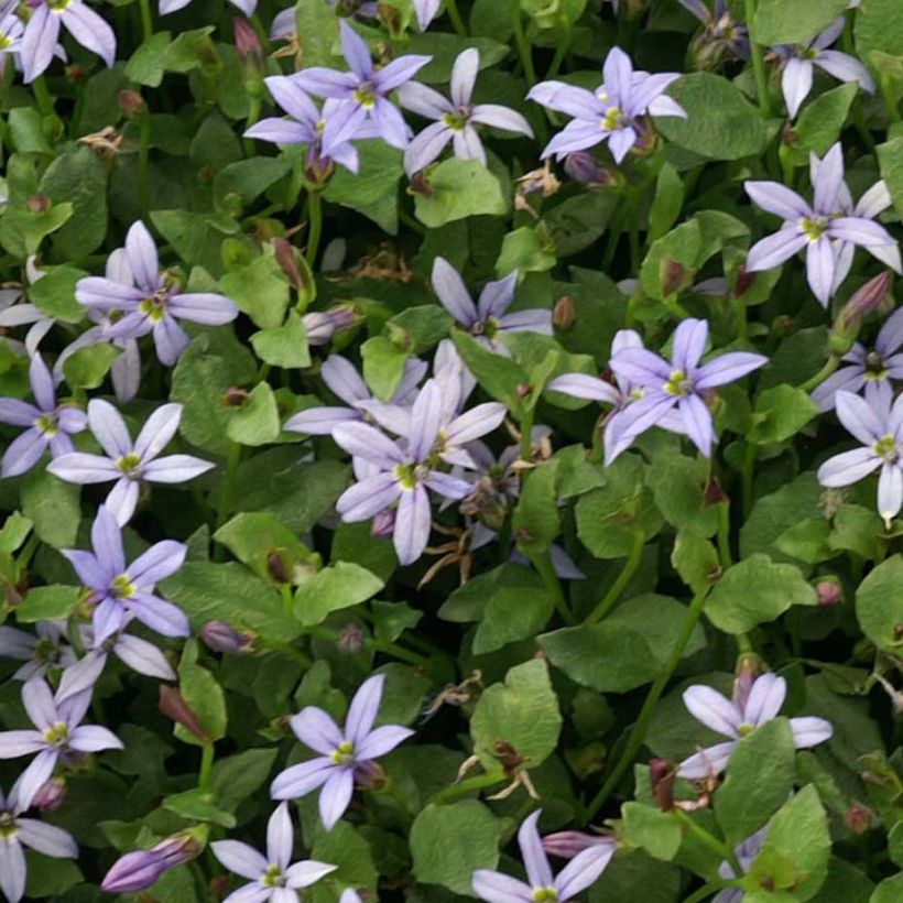 Pratia pedunculata County Park (Feuillage)