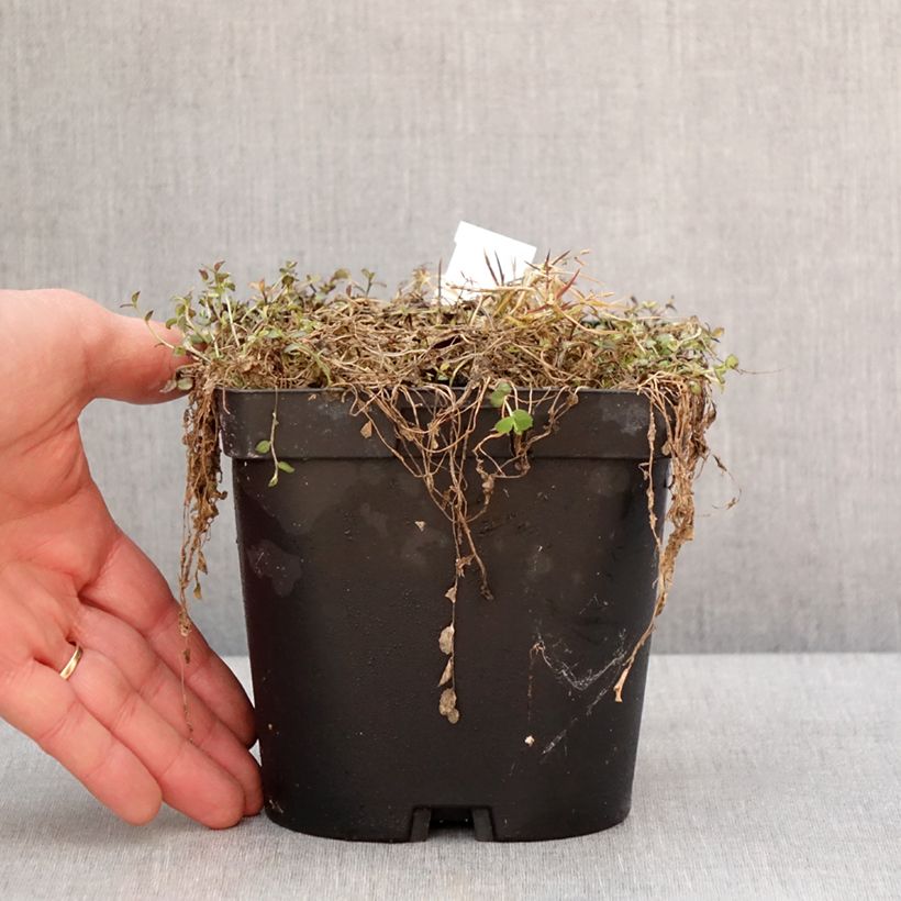 Spécimen de Pratia pedunculata County Park Pot de 2L/3L tel que livré en hiver