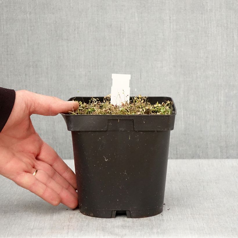 Spécimen de Pratia pedunculata County Park - Pot de 2L/3L tel que livré au printemps