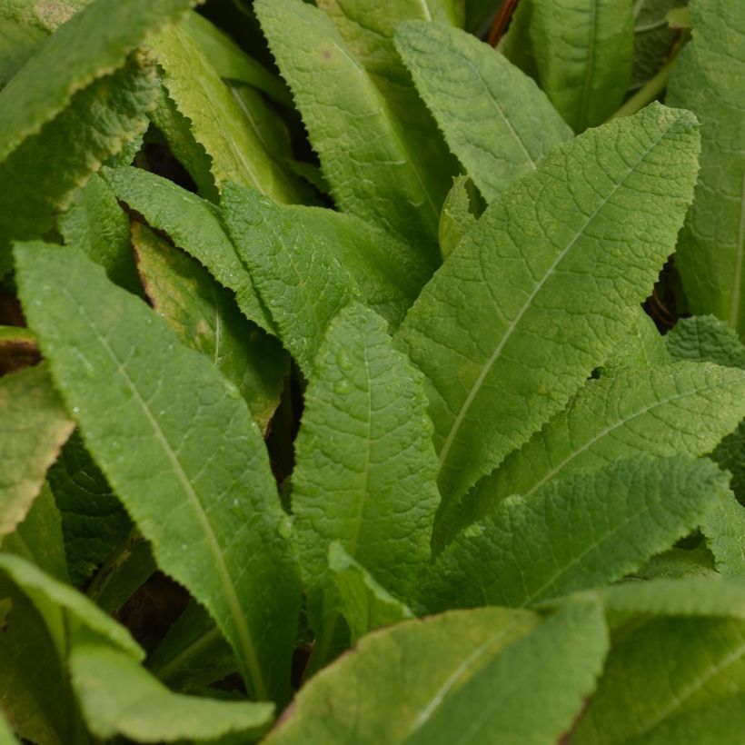 Primevère candélabre - Primula bulleyana (Feuillage)