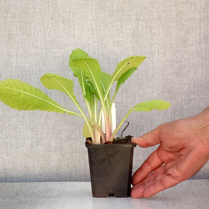 Spécimen de Primevère candélabre - Primula pulverulenta Godet de 8/9 cm tel que livré en été