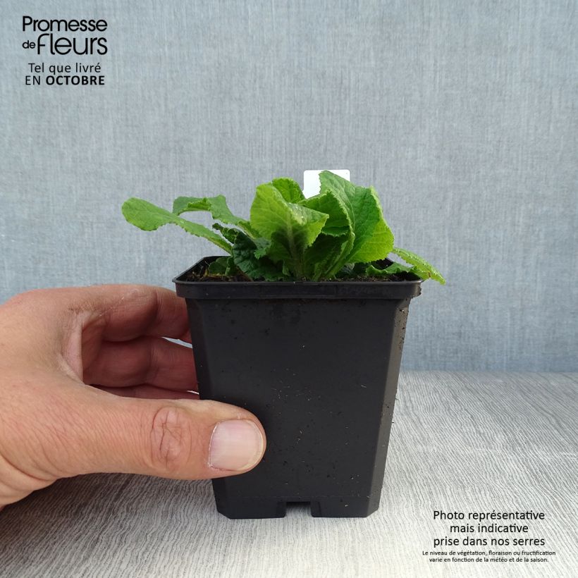 Spécimen de Primevère double Belarina Cream - Primula vulgaris - Godet tel que livré en automne