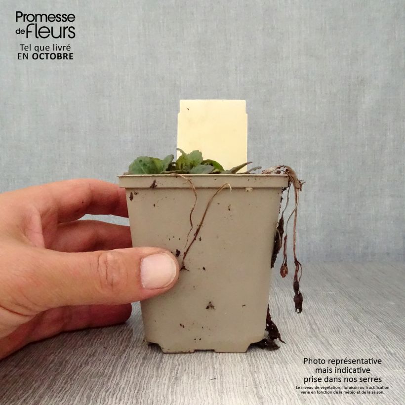 Spécimen de Primevère hybride Dark Rosaleen - Primula Godet de 8/9 cm tel que livré en automne