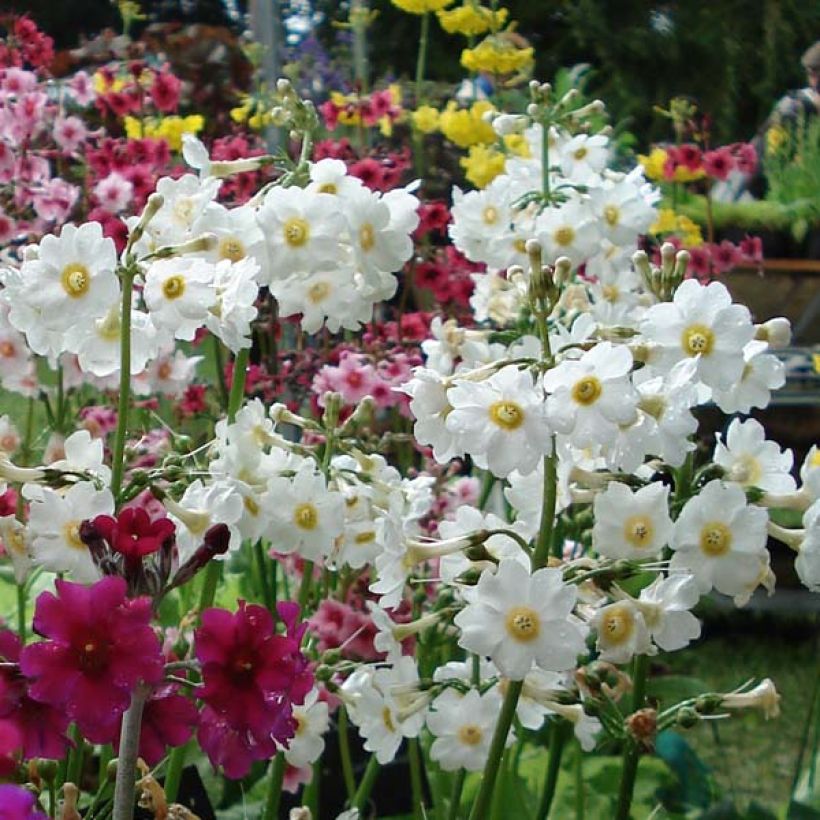 Primevere candélabre - Primula japonica Alba (Floraison)