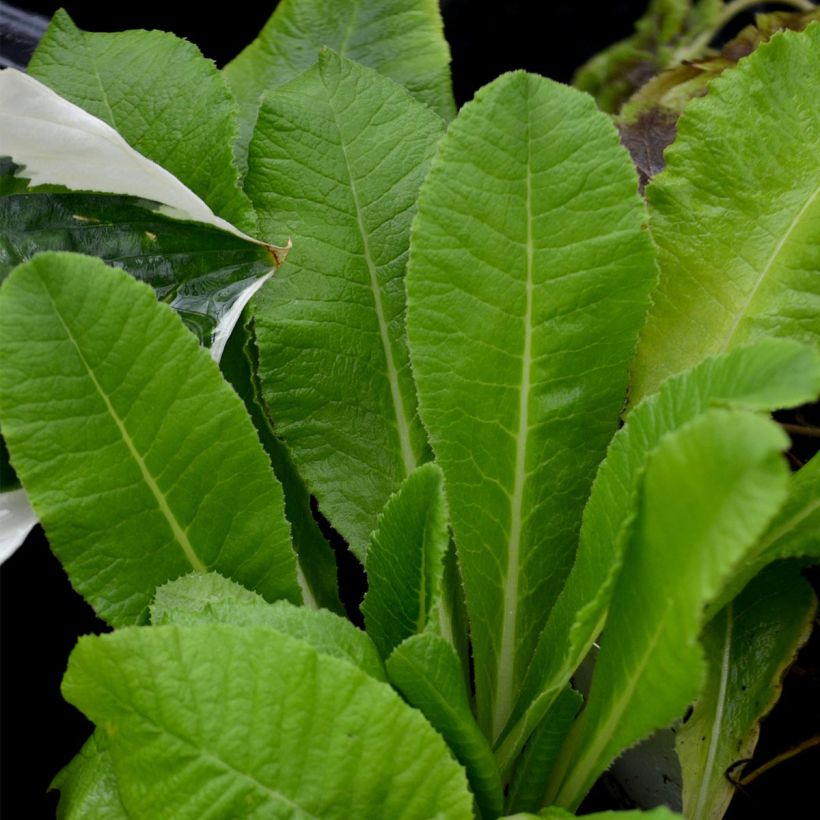 Primevère - Primula denticulata Alba (Feuillage)