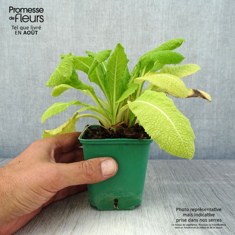 Spécimen de Primevère - Primula japonica Godet de 8/9 cm tel que livré en été