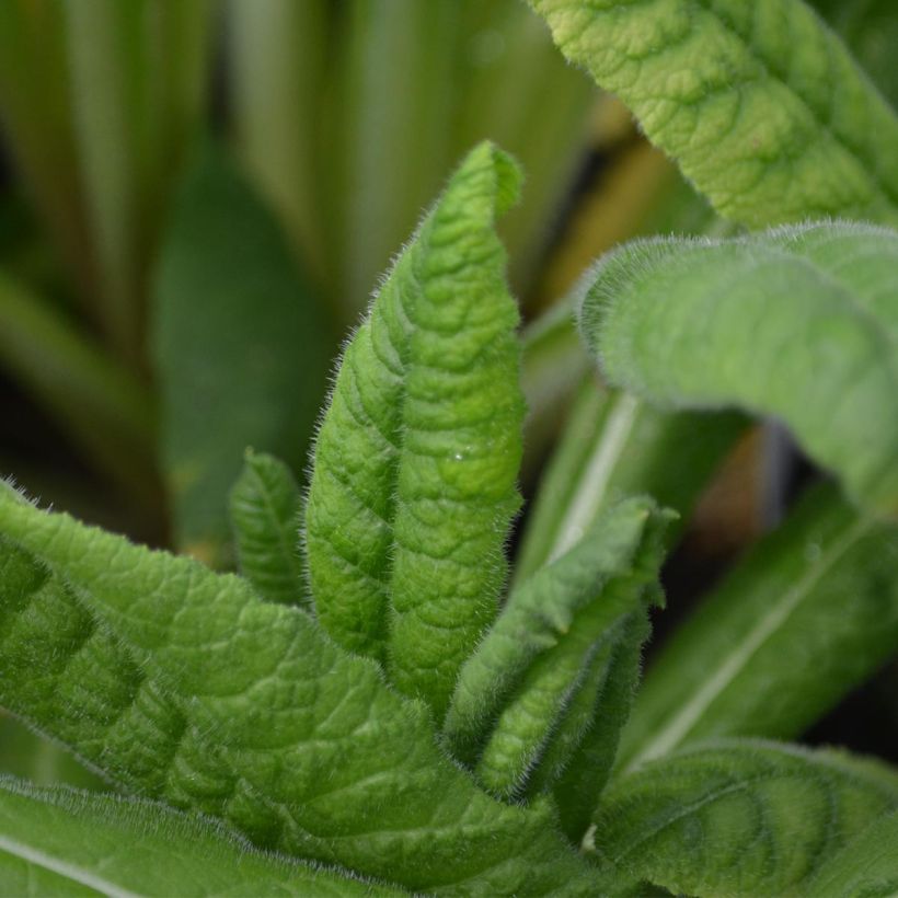 Primevère - Primula vialii (Feuillage)