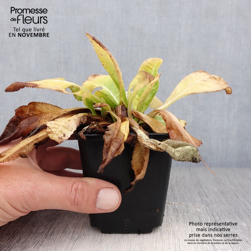 Spécimen de Primevère Prom Lilac - Primula denticulata Godet de 8/9 cm tel que livré en automne