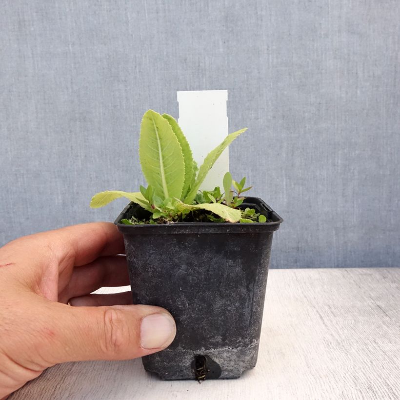 Spécimen de Primevère Prom Lilac - Primula denticulata Godet de 8/9 cm tel que livré en été