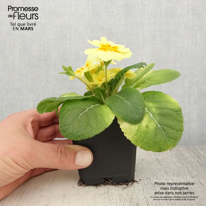 Spécimen de Primevère Rambo F1 Lemon Cream - Primula acaulis - Godet de 8/9 cm tel que livré au printemps