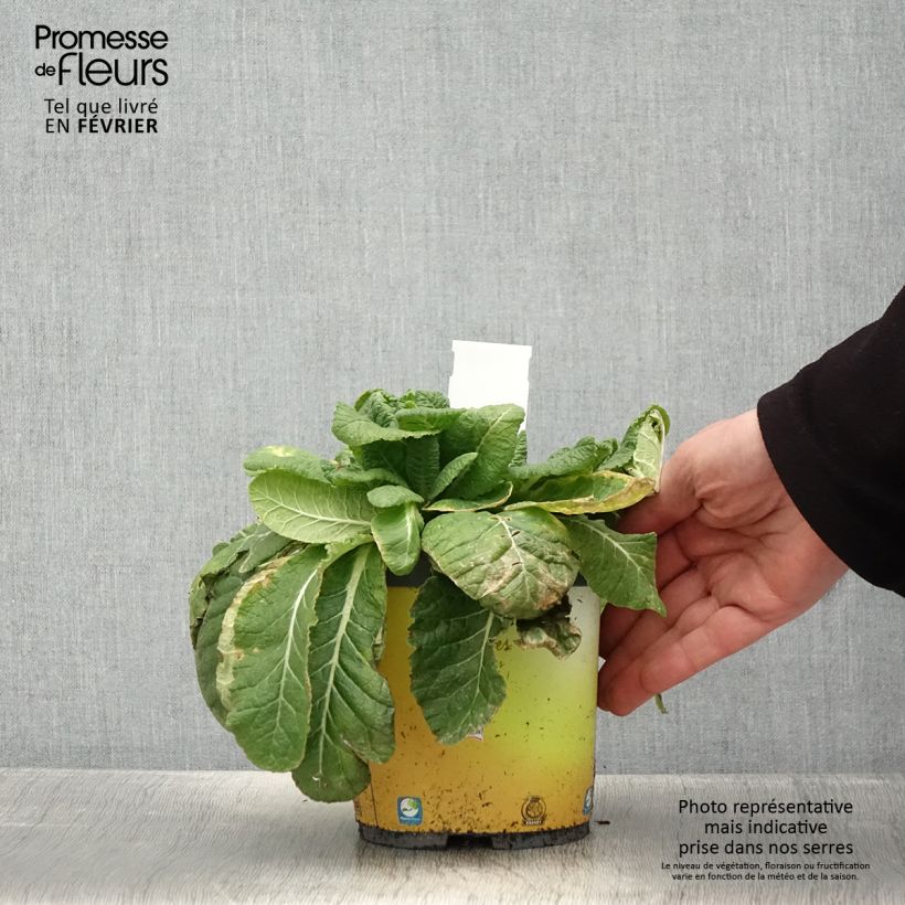 Spécimen de Primevère vulgaris Pot de 2L/3L tel que livré en hiver