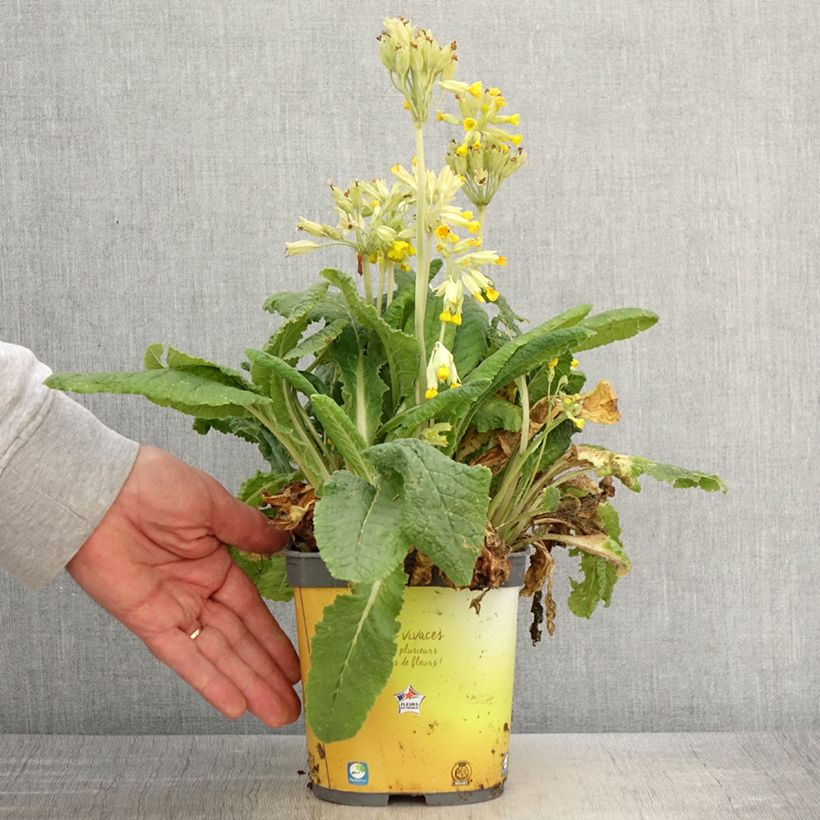 Spécimen de Primevère vulgaris Pot de 2L/3L tel que livré au printemps