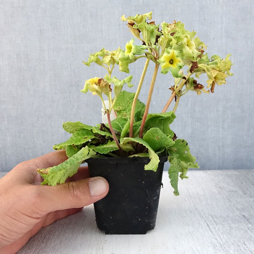 Spécimen de Primula vulgaris Francesca - Primevère des jardins Godet de 8/9 cm tel que livré en été