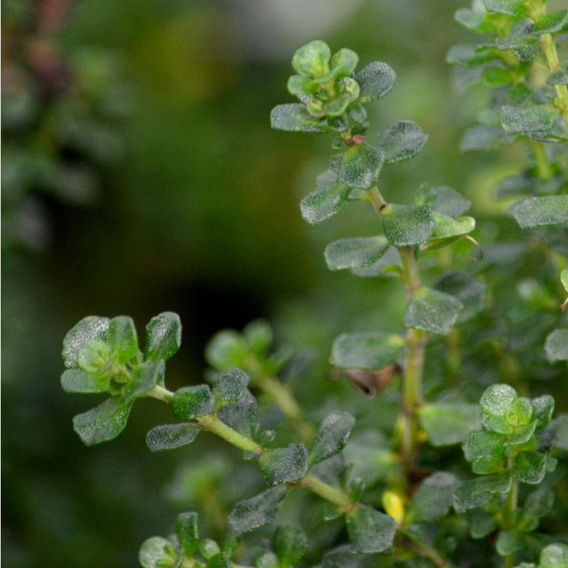 Prostanthera cuneata - Menthe Australienne (Feuillage)