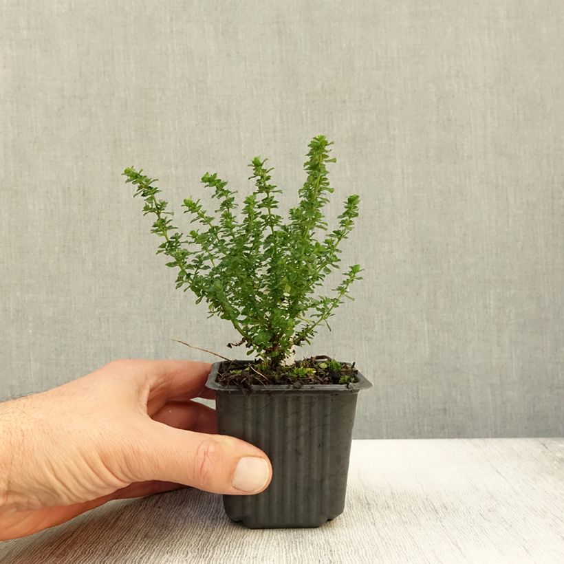 Spécimen de Prostanthera cuneata - Menthe Australienne Godet de 8/9 cm tel que livré en automne