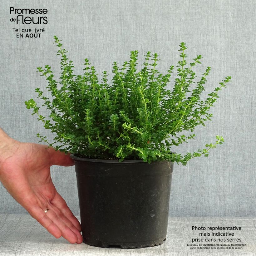 Spécimen de Prostanthera cuneata - Menthe Australienne Pot de 2L/3L tel que livré en été
