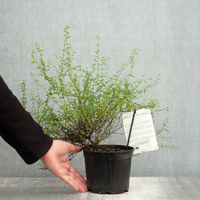 Spécimen de Prostanthera Rosetta - Menthe australienne Pot de 2L/3L tel que livré en automne