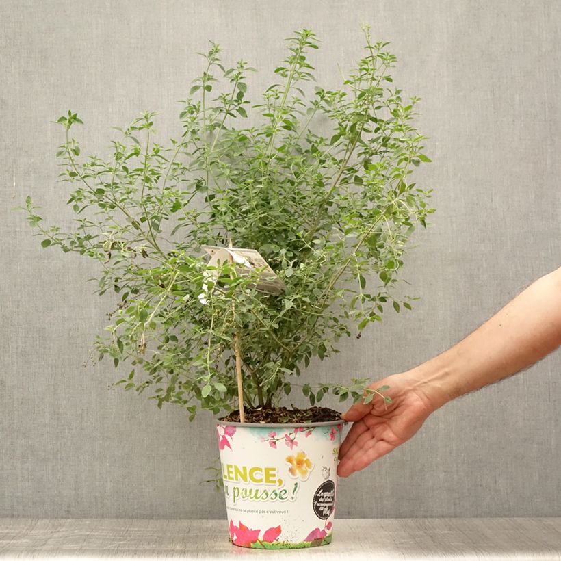 Spécimen de Prostanthera rotundifolia - Menthe Australienne Pot de 4L/5L tel que livré en été