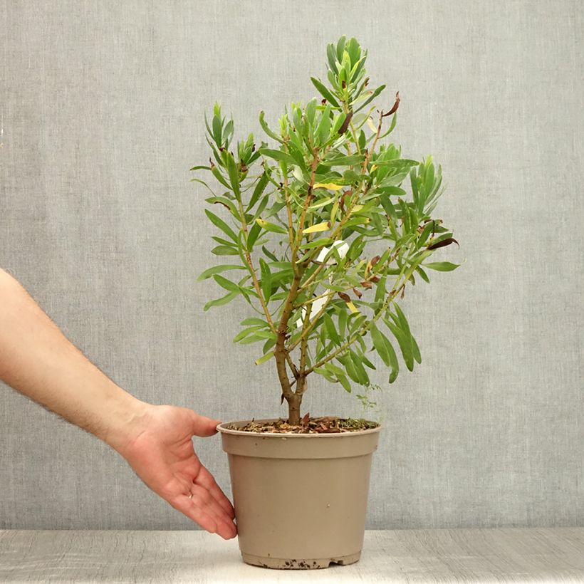Spécimen de Protea Clark's Red - Protée hybride Pot de 4L/5L tel que livré en été