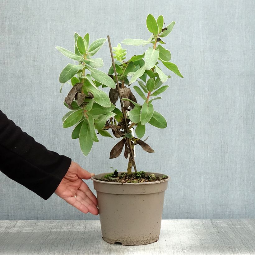 Spécimen de Protea eximia - Protée à feuilles larges Pot de 3L/4L tel que livré en automne