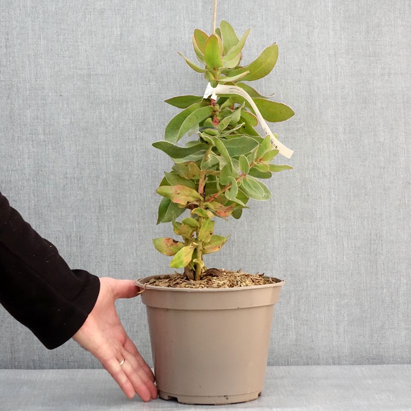 Spécimen de Protea eximia - Protée à feuilles larges Pot de 3L/4L tel que livré en hiver